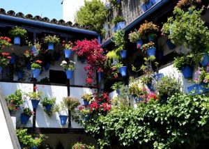 Cordoba’s patio festival, biggest flower show of Andalucia