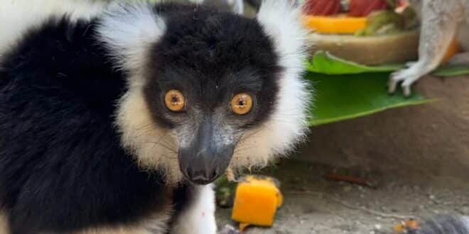 Critically endangered lemur turns 13 at Selwo Aventura