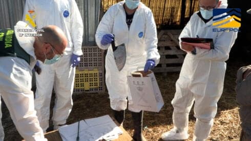 Slaughterhouse horror as mistreated animals are killed to supply Asian restaurants in Spain