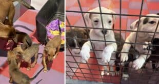 Fabienne’s heroic plight – ACE-SHIN animal rescue