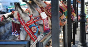 Is Mijas council going to retire the donkeys?