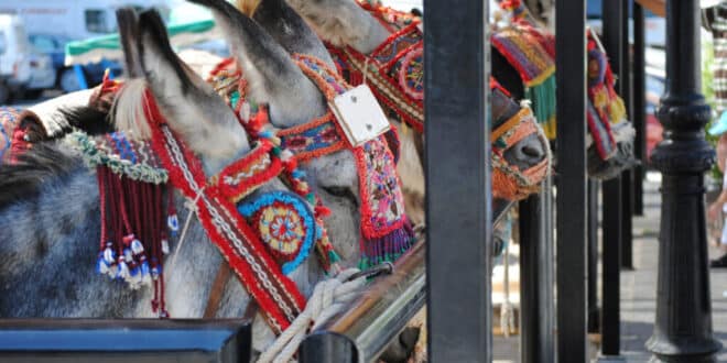 Is Mijas council going to retire the donkeys?