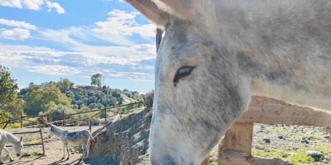 Mijas town hall backs park for local donkeys