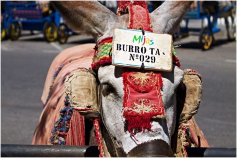 Renewed calls to end ‘emaciated and ill’ donkey taxis in Costa del Sol tourist town after new images emerge