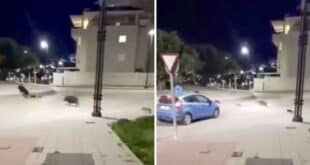 Rise of the wild boars in Fuengirola