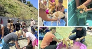 Scrub-a-dog day at ACE – SHIN