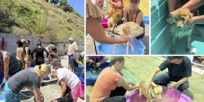 Scrub-a-dog day at ACE – SHIN