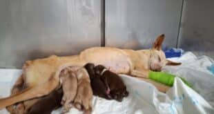 Triple A’s puppy party aims to rehome 30 pups