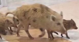 Malaga is trying to catch over 100 wild boars causing havoc and spreading disease
