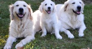 Service dogs will be allowed access to all public spaces in Spain