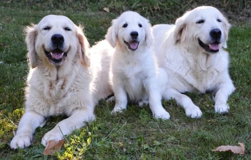 Service dogs will be allowed access to all public spaces in Spain