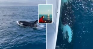 Whale attacks on boats reduced by 40% last year in Gibraltar Strait