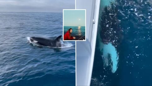 Whale attacks on boats reduced by 40% last year in Gibraltar Strait