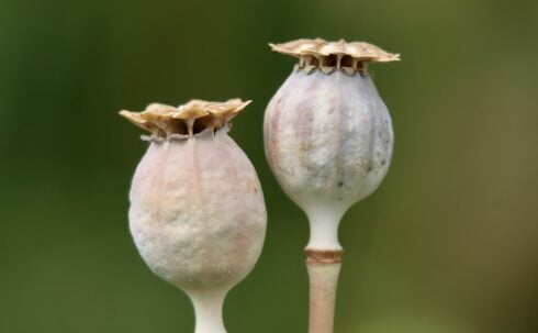 Spain’s first-known illegal opium farm is closed down by police in Murcia