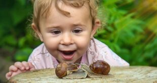 Slug patrol: Reclaim your garden one handpick at a time