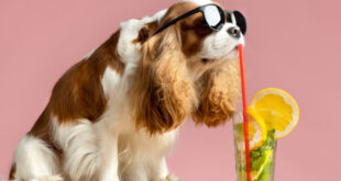 Dogs and heat: what owners might miss