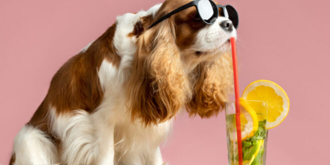 Dogs and heat: what owners might miss
