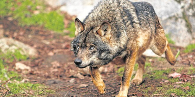 Spain’s wolf population is lower than the Iberian Lynx which was in danger of extinction