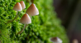 New Zealand to use ‘Magic Mushrooms’ to treat depression