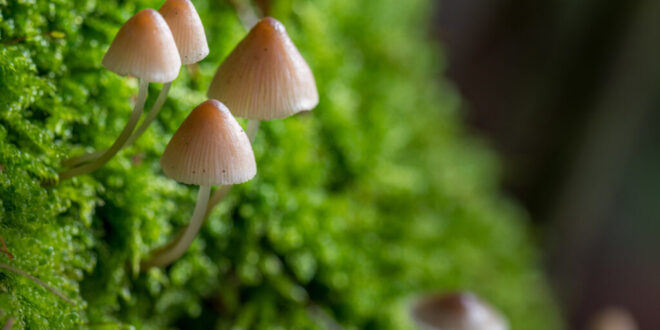 New Zealand to use ‘Magic Mushrooms’ to treat depression