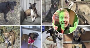 ACE – SHIN Summer fundraiser dinner at Miraflores Golf