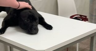 Woman arrested for deliberately drowning dog at canine beach on Costa Blanca