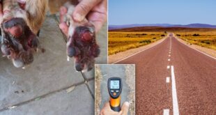 Vets urge owners: hot walks can kill your dog