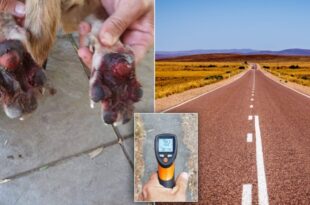 Vets urge owners: hot walks can kill your dog