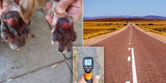 Vets urge owners: hot walks can kill your dog