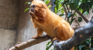 Bioparc Fuengirola welcomes golden lion tamarin
