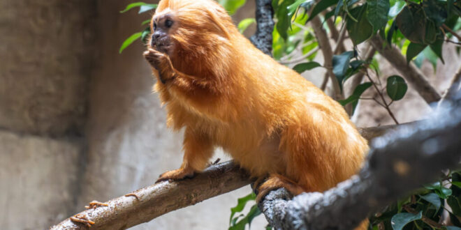 Bioparc Fuengirola welcomes golden lion tamarin