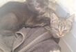 Squatters scupper Brits’ Mallorca cat sanctuary dream as local mayor ‘completely ignores us’