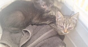 Squatters scupper Brits’ Mallorca cat sanctuary dream as local mayor ‘completely ignores us’