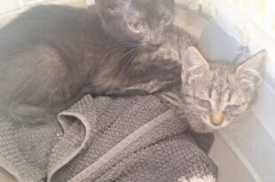 Squatters scupper Brits’ Mallorca cat sanctuary dream as local mayor ‘completely ignores us’