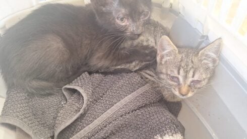 Squatters scupper Brits’ Mallorca cat sanctuary dream as local mayor ‘completely ignores us’
