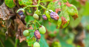 Fungal outbreak threatens future of Manilva wine