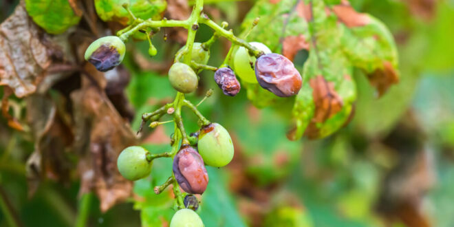 Fungal outbreak threatens future of Manilva wine
