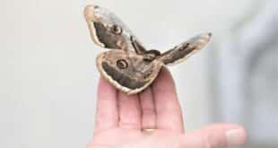 Giant moth wave hits Andalucia