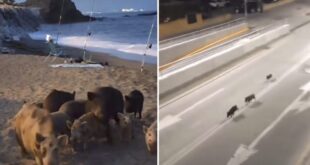 Malaga takes extreme measures on boars and feral pigs
