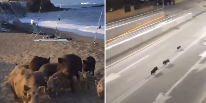 Malaga takes extreme measures on boars and feral pigs