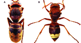 Oriental Hornet invasion rises 30% in Andalucía