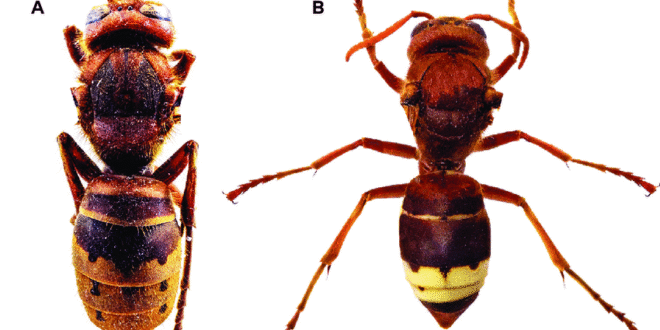Oriental Hornet invasion rises 30% in Andalucía