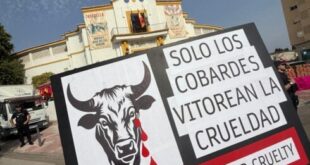 ‘It’s not just self-righteous expats!’: Bullfighting protest challenges Spanish tradition outside Marbella bullring