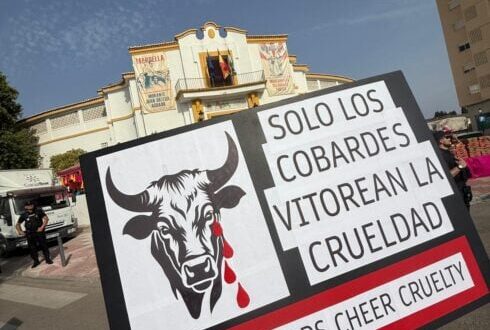 ‘It’s not just self-righteous expats!’: Bullfighting protest challenges Spanish tradition outside Marbella bullring