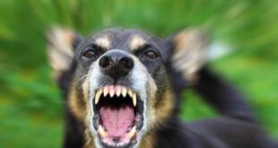 Spanish tourist in critical condition after contracting rabies from dog bite in Ethiopia