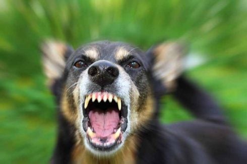 Spanish tourist in critical condition after contracting rabies from dog bite in Ethiopia