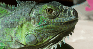 Invasive species in Spain, why should we care?