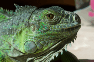 Invasive species in Spain, why should we care?