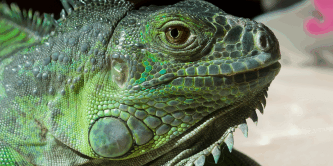Invasive species in Spain, why should we care?
