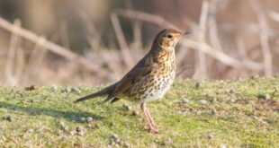 Ancient Rome’s fast food revealed: Dig in Spain uncovers songbird snacks